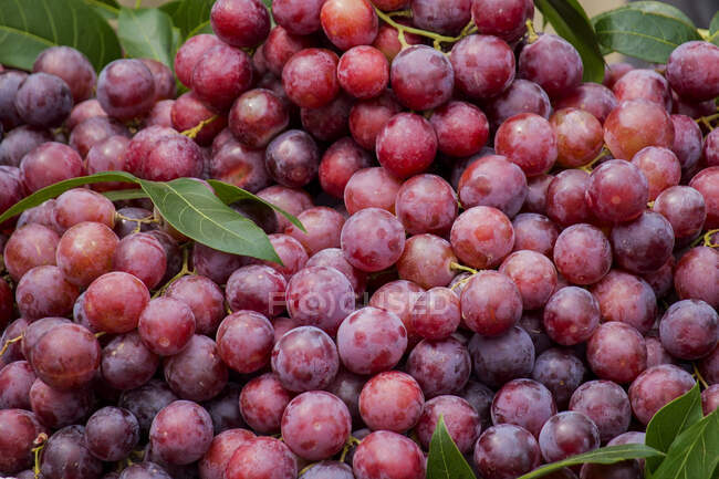 Pilha fresca de uvas vermelhas maduras com folhas verdes — Fotografia de Stock