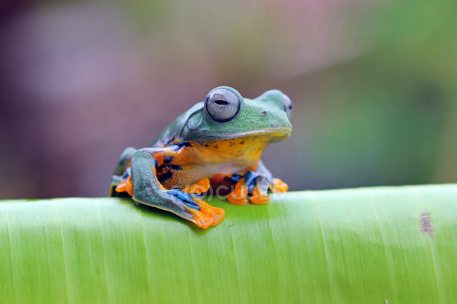 Яванська жаба на листі, розмитий фон — стокове фото