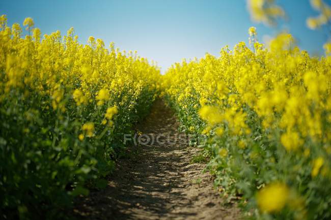 Chemin à travers un champ de colza, Frise orientale, Allemagne — Photo de stock