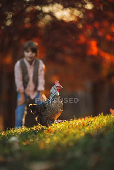 Garçon debout dans un jardin jouant avec à un poulet, États-Unis — Photo de stock