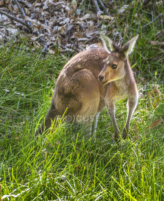 Porträt eines westlichen grauen Kängurus, Australien — Stockfoto