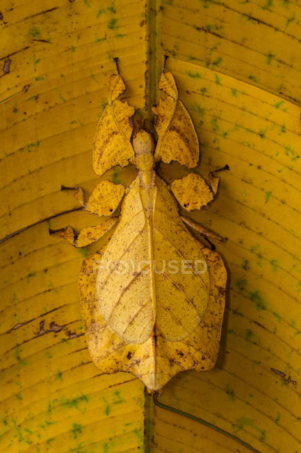 Mantis on a leafcloseup view of — Stock Photo