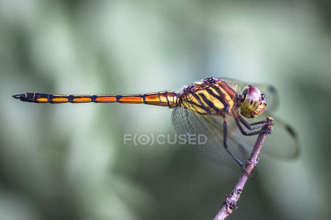 Gros plan d'une libellule sur une brindille sur fond flou — Photo de stock