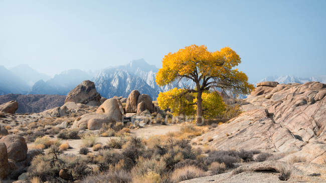 Мальовничий вид на самотній дерево перед Mt Уїтні, Алабама Hills, штат Каліфорнія, Сполучені Штати — стокове фото