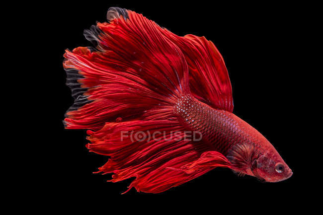 Close-up vista de majestoso peixe betta no fundo preto — Fotografia de Stock