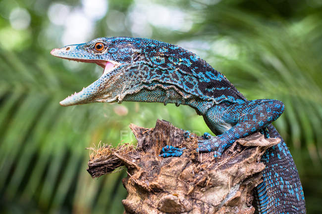 Retrato de um lagarto monitor com boca aberta, vista de perto, foco seletivo — Fotografia de Stock