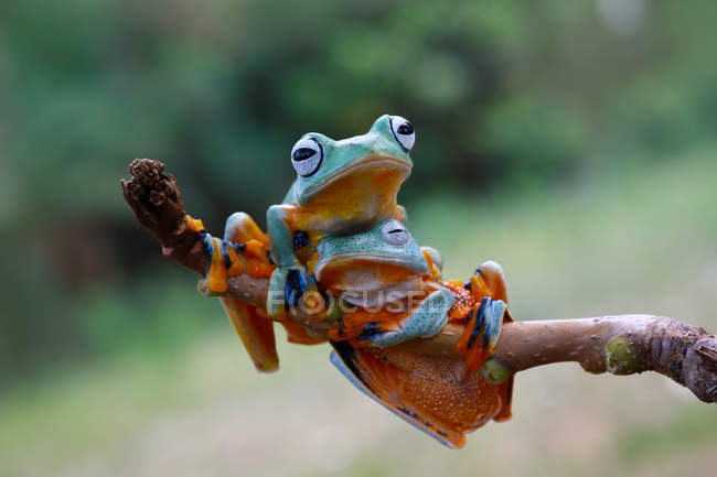 Two Javan tree frogs on a branch, blurred background — Stock Photo