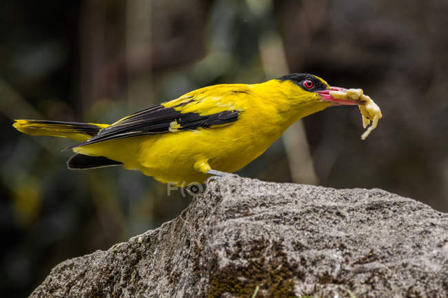 Portrait of a Black-naped Oriole carrying prey in its beak, against blurred background — Stock Photo