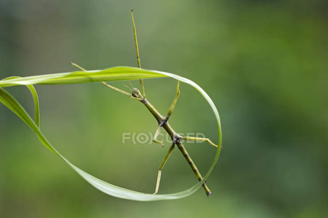 Вид крупным планом насекомого на листе на размытом фоне — стоковое фото