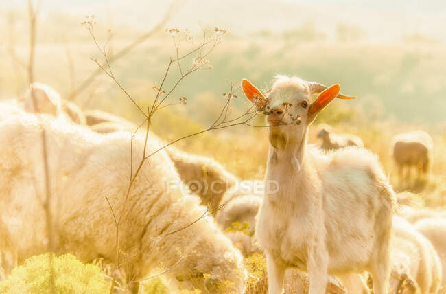 Vista panorámica de la cabra bebé en un campo de ovejas - foto de stock