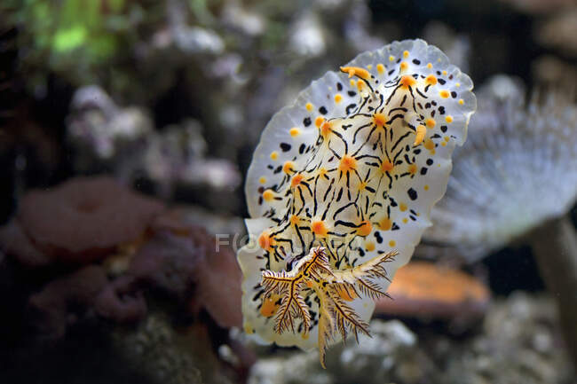 Beautiful underwater world of tropical sea, close up shot of sea slug — Stock Photo