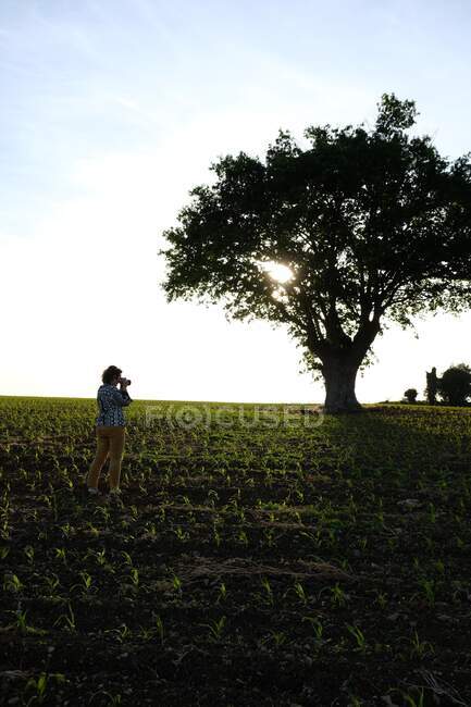 Жінка стоїть на полі, фотографуючи дубове дерево — стокове фото
