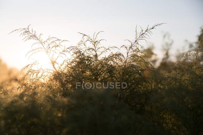 Beautiful sunset in the forest — Stock Photo