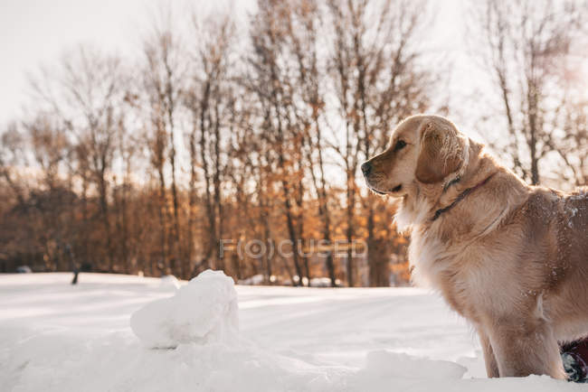 Golden retriever dog standing in the snow — Stock Photo