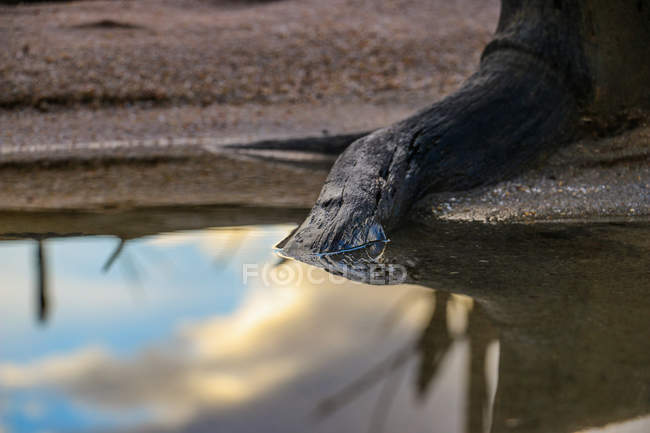 Scenic view of Tree root in water, Western Cape, South Africa — Stock Photo