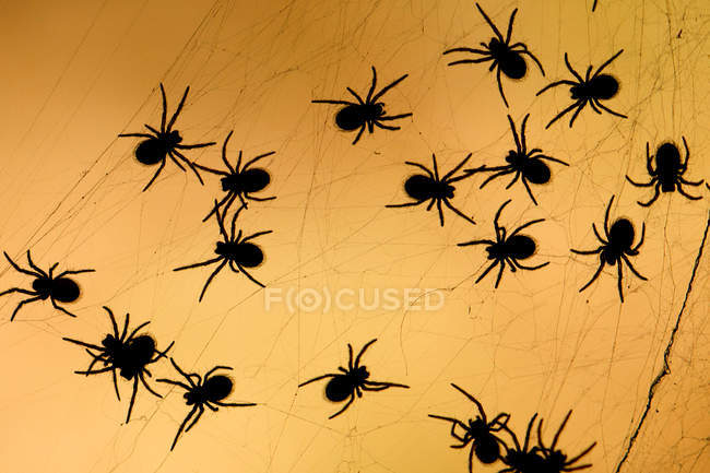 Un grappolo di ragni, attenzione selettiva — Foto stock