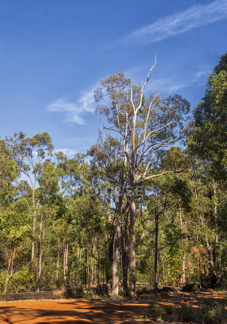 Malerischer Blick auf ländliche Landschaft, Perthhügel, Westaustralien, Australien — Stockfoto