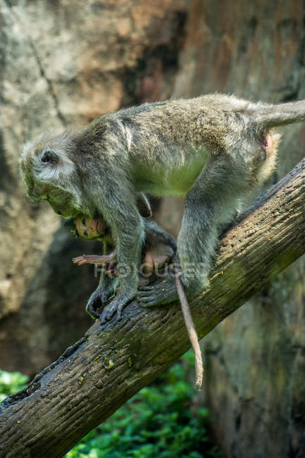 Закри подання мавпи з немовля, Індонезія — стокове фото