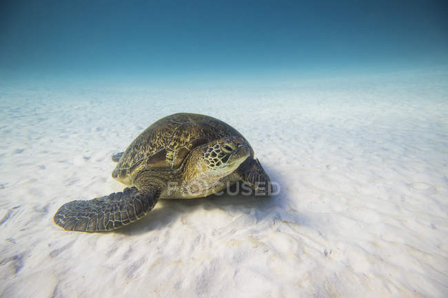 Niedliche Schildkröte kriecht auf dem Meeresboden, selektiver Fokus — Stockfoto