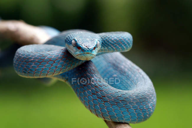 Serpente vipera blu su un ramo, sfondo sfocato — Foto stock