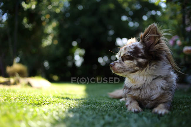 Langhaar-Chihuahua-Hund liegt im Park auf Gras — Stockfoto