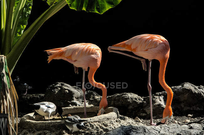 Group of flamingo birds in zoo — Stock Photo
