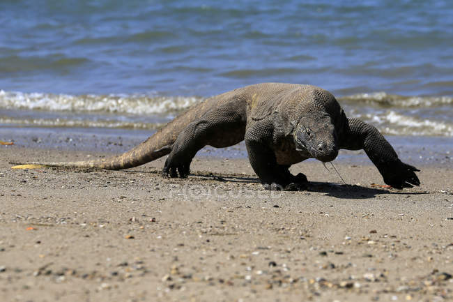 Dragon Komodo marchant sur la plage, vue rapprochée, mise au point sélective — Photo de stock