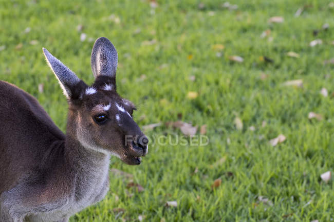 Retrato de un canguro gris occidental - foto de stock
