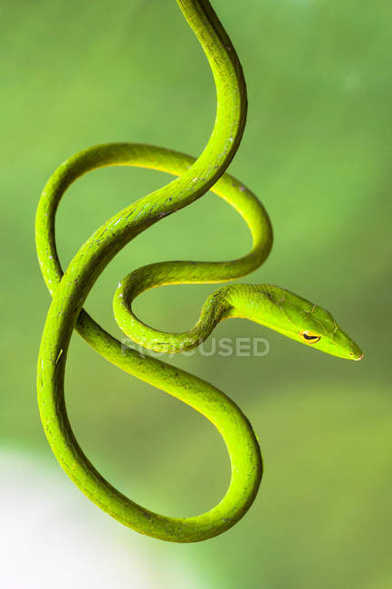 Retrato de uma cobra de árvore enrolada, fundo borrado — Fotografia de Stock