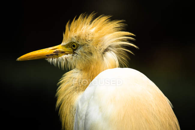Портрет крана Reef Egret на розмитому фоні — стокове фото