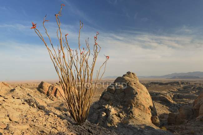 Scenic view of Blooming Ocotillo Cactus, Anza-Borrego Desert State Park, California, America, USA — Stock Photo