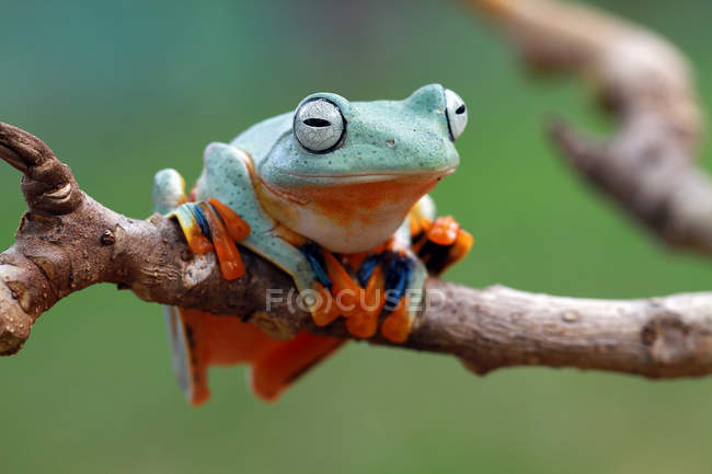 Javan tree frog on a branch, blurred background — Stock Photo