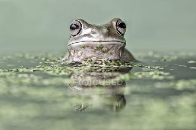 Retrato de una rana de árbol volcada en un estanque, fondo borroso - foto de stock