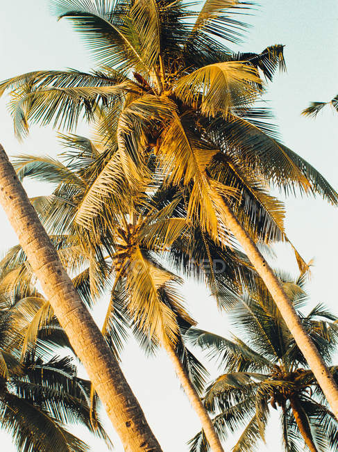Vista panorámica de palmeras en la playa, Goa, India - foto de stock