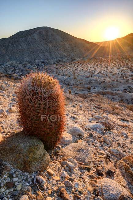 Vue panoramique du cactus du tonneau au lever du soleil, Anza-Borrego Desert State Park, Californie, Amérique, États-Unis — Photo de stock