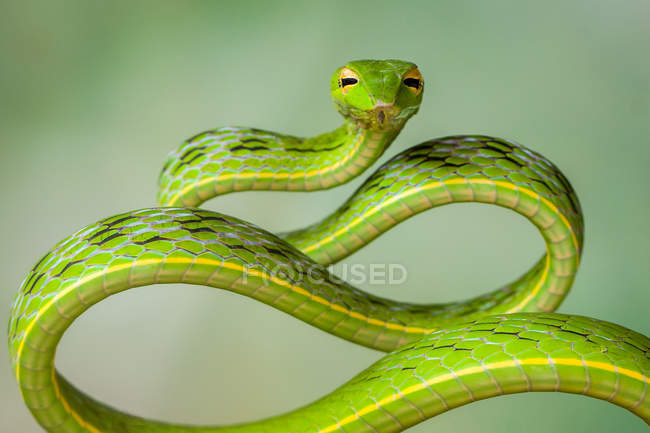 Retrato de una serpiente de árbol enrollada, enfoque selectivo - foto de stock