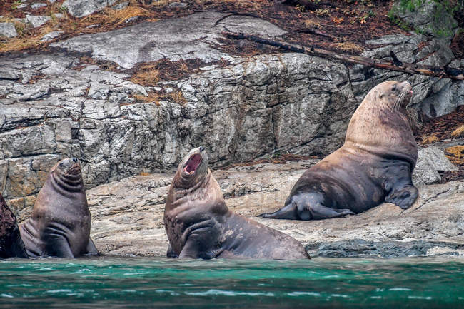 Tre leoni marini in riva al mare, Canada — Foto stock