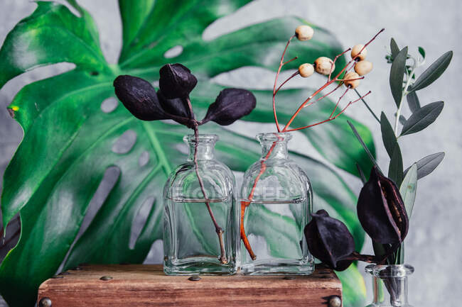 Рустикальна коробка зі скляними вазами та рослинами — стокове фото