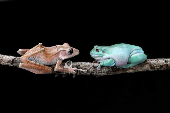 Вухата деревна жаба і масляна деревна жаба, що сидить на гілці, чорний фон — стокове фото