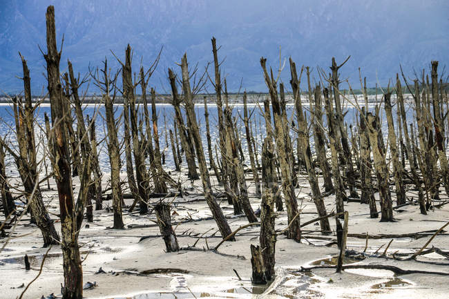Alberi morti sulle rive di un lago durante la siccità, Western Cape, Sudafrica — Foto stock
