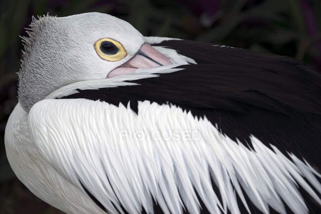Close up tiro de branco pelicano — Fotografia de Stock