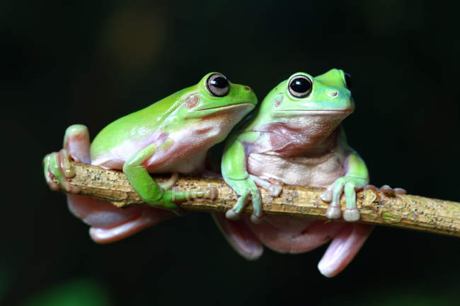 Дві жаби на гілці, розмиті на фоні — стокове фото