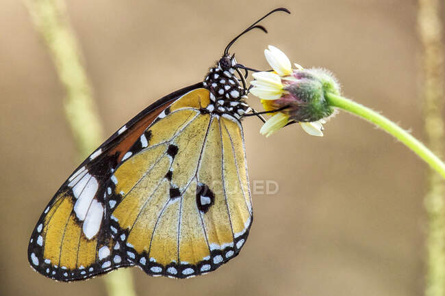 Schmetterling sitzt auf kleinen langsameren, Nahaufnahmen — Stockfoto