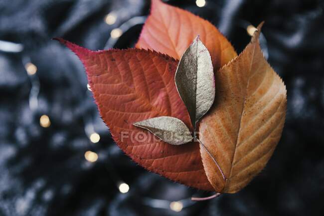 Herbstblätter, Herbstzeit Blumenschuss — Stockfoto