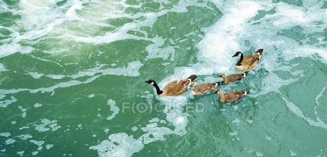 Anatre che nuotano in un lago, vista elevata — Foto stock