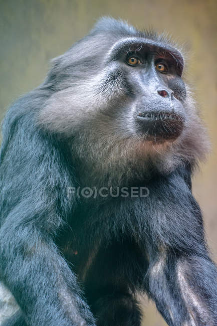 Retrato de um macaco tonkeano, Sulawesi, Indonésia — Fotografia de Stock