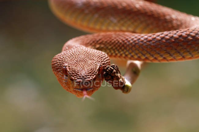 Портрет змії на гілці, вибірковий фокус — стокове фото
