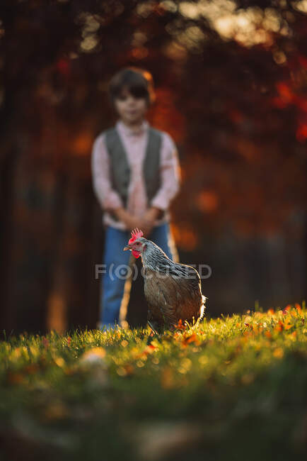 Niño de pie en un jardín jugando con un pollo, Estados Unidos - foto de stock