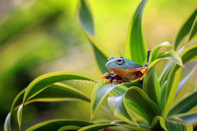 Vue rapprochée de grenouille Javan assise sur une feuille — Photo de stock