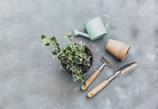Nahaufnahme von Efeu-Pflanze mit Gartengeräten — Stockfoto